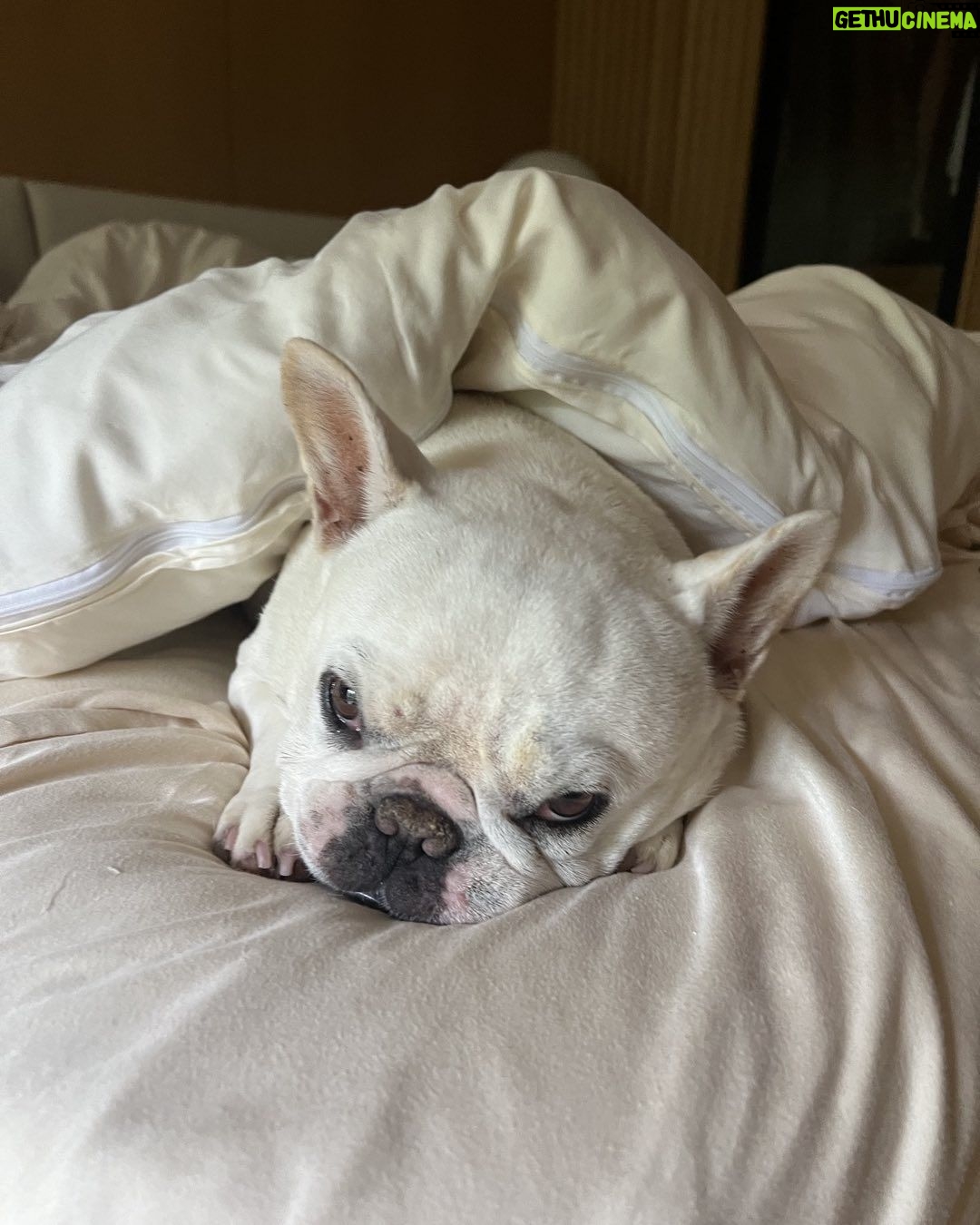 Patrick Dempsey Instagram - Rain day , staying in bed !