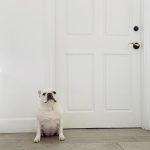 Patrick Dempsey Instagram - Guard dog