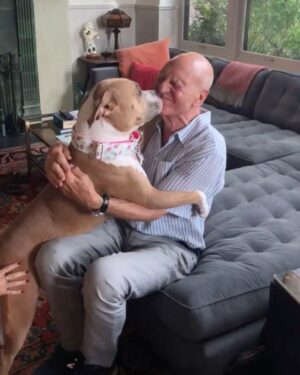Patrick Stewart Instagram - Before #PitBullAwarenessMonth comes to a close, thought I’d share a HUG from our friend Lily and a few moments of bliss with three of our cherished foster loves Ginger, Emma, and sweet Lenny. @lilybug_lpb @ASPCA @WagsAndWalks @RSPCA