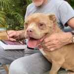 Patrick Stewart Instagram - @WagsAndWalks