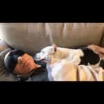 Patrick Stewart Instagram - Before #PitBullAwarenessMonth comes to a close, thought I’d share a HUG from our friend Lily and a few moments of bliss with three of our cherished foster loves Ginger, Emma, and sweet Lenny. @lilybug_lpb @ASPCA @WagsAndWalks @RSPCA