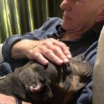 Patrick Stewart Instagram - Before #PitBullAwarenessMonth comes to a close, thought I’d share a HUG from our friend Lily and a few moments of bliss with three of our cherished foster loves Ginger, Emma, and sweet Lenny. @lilybug_lpb @ASPCA @WagsAndWalks @RSPCA