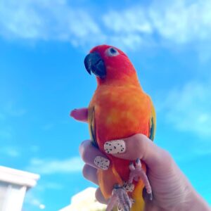 Pattarasaya Kreursuwansiri Instagram - ลูกรักไข่หวาน❤️😍🦜 วาสนาของพีคพีค #ไข่หวานลูกรักก