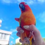 Pattarasaya Kreursuwansiri Instagram - ลูกรักไข่หวาน❤️😍🦜 วาสนาของพีคพีค #ไข่หวานลูกรักก