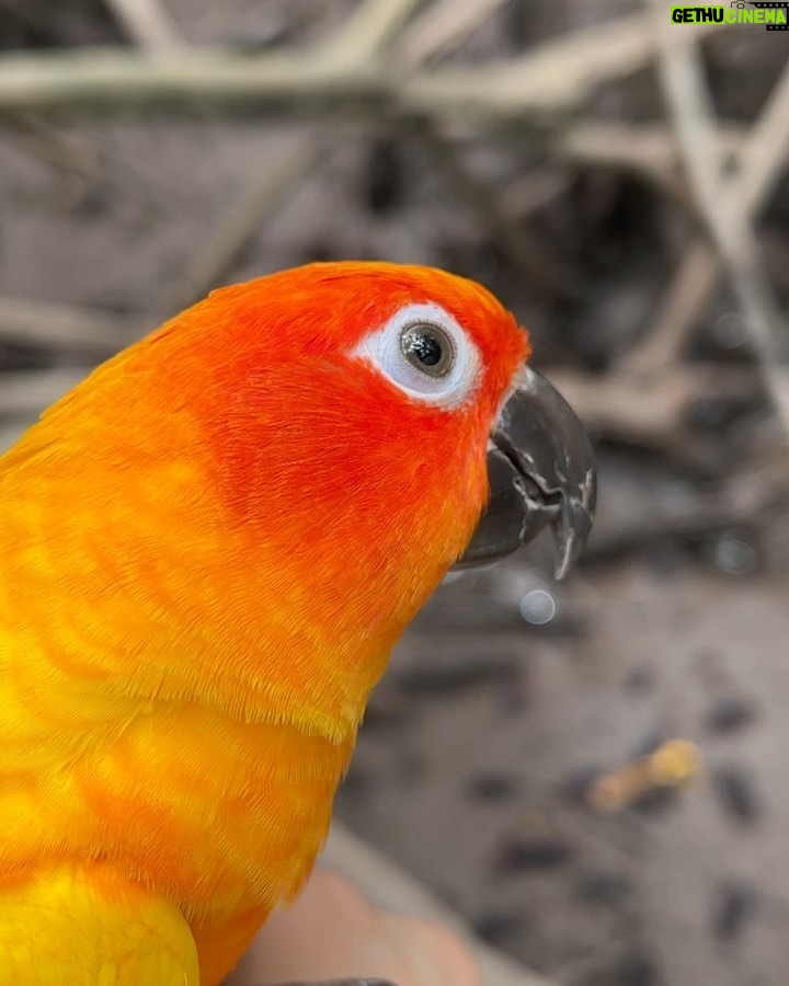 Pattarasaya Kreursuwansiri Instagram - มา explore ป่าชายเลนกันค่ะซิส🤩🦜 #ไข่หวานลูกรักก Pranburi Forest Park