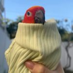 Pattarasaya Kreursuwansiri Instagram – มอร์นิ่งค่ามอร์นิ่ง สวัสดีอากาศ 20 องศาค่าาา🎄🦜 #ไข่หวานลูกรักก Bangkok, Thailand