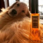 Paul Bettany Instagram – Every dog has his day and I had mine today courtesy of my dear friends @circa1970beauty
@barbaraguillaume 
@akgroomer  BTW Wallace loved it! TBH I  still thought it tasted a bit weird, but then Jennifer pointed out I should try it on my face. Please send a new bottle ASAP.
