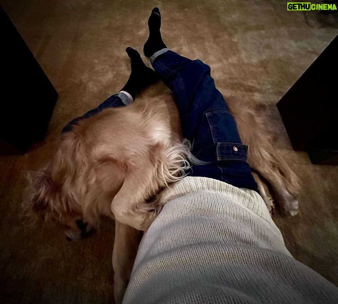 Paul Bettany Instagram - Dogs! Does it get better?