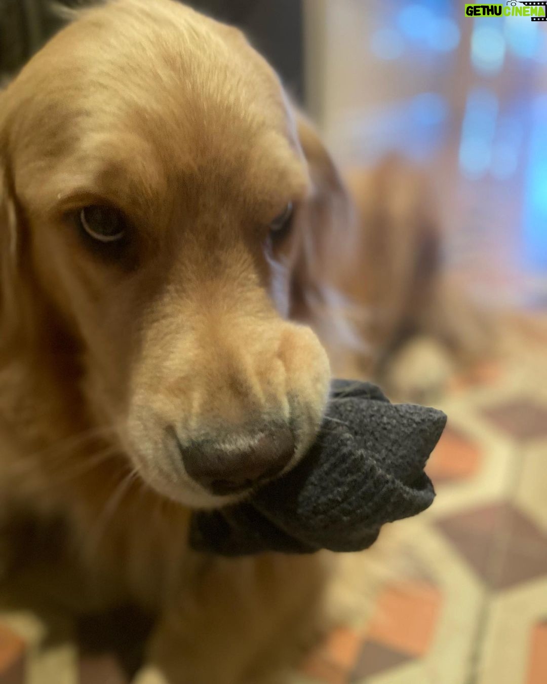 Paul Bettany Instagram - She knows she’s doing wrong. Photo by @stephaniestanko - sorry about your damp sock Stephanie.