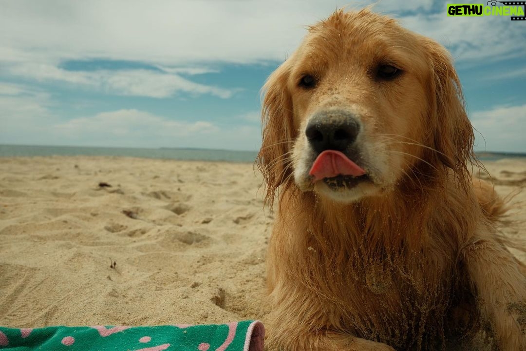 Paul Bettany Instagram - Dogs! They're just perfect.