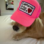 Paul Bettany Instagram - Dogs! Ooooof. Just the best.