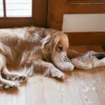 Paul Bettany Instagram - Dogs! They’re just perfect. Taken by my lovely cousin @lucasconnelly_