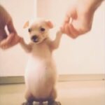 Paula Gonu Instagram – mi coquito querida, el angelito, el ser vivo más increíble que he conocido!! cumples 10 añitos en un mes y te felicito por aquí porque sé que lo vas a leer porque me niego a pensar que no haces cosas de humano cuando no me doy cuenta. me haces llorar de lo buena que eres y no sé qué haría sin ti. 10 años compartiendo vida juntas maldita rata con piel rosa y manchitas de vaca. Te amo mucho. Gracias por existir, ojalá todos conociesen un amor como el tuyo cocoguapiisss