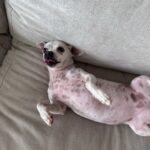 Paula Gonu Instagram – mi coquito querida, el angelito, el ser vivo más increíble que he conocido!! cumples 10 añitos en un mes y te felicito por aquí porque sé que lo vas a leer porque me niego a pensar que no haces cosas de humano cuando no me doy cuenta. me haces llorar de lo buena que eres y no sé qué haría sin ti. 10 años compartiendo vida juntas maldita rata con piel rosa y manchitas de vaca. Te amo mucho. Gracias por existir, ojalá todos conociesen un amor como el tuyo cocoguapiisss