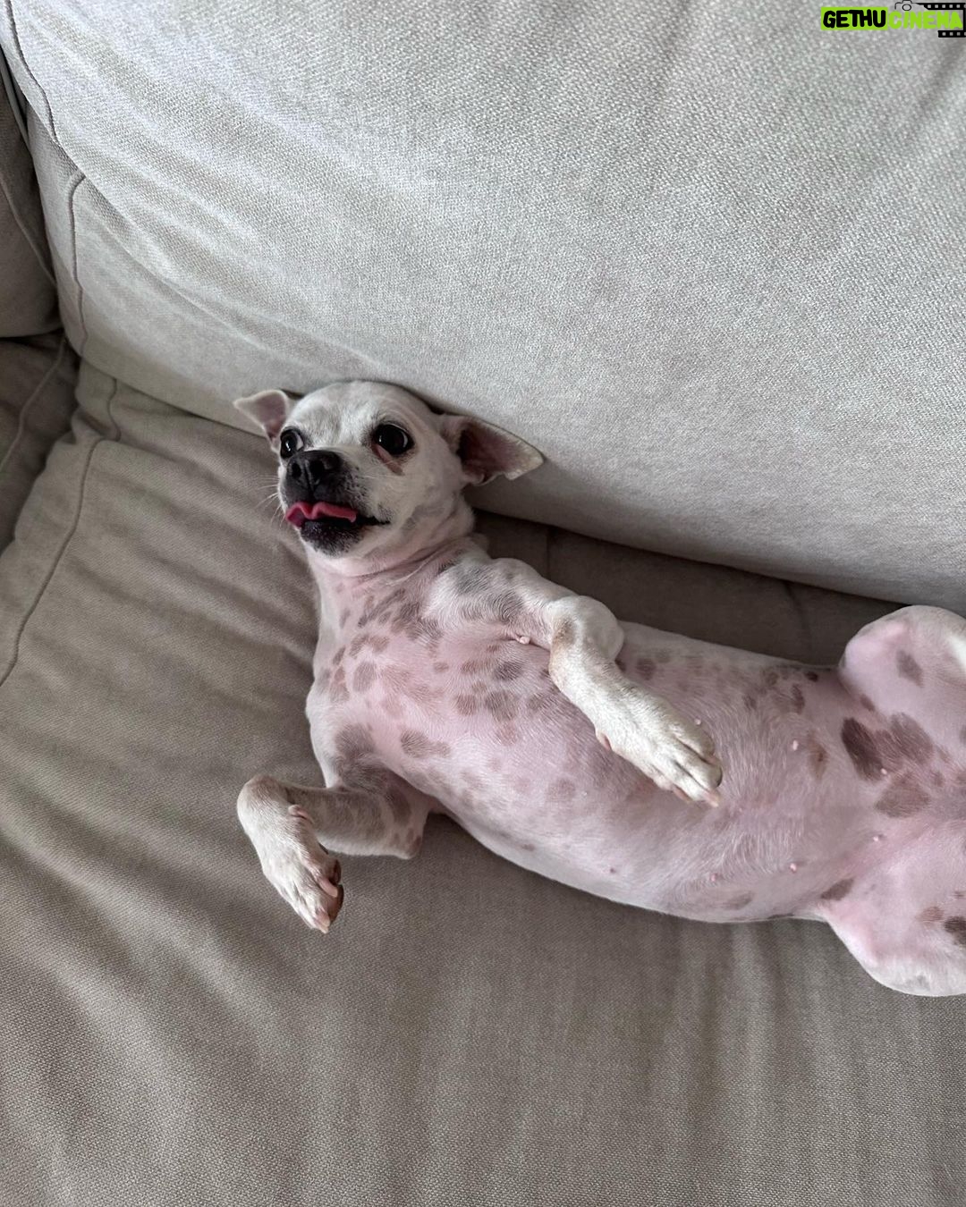 Paula Gonu Instagram - mi coquito querida, el angelito, el ser vivo más increíble que he conocido!! cumples 10 añitos en un mes y te felicito por aquí porque sé que lo vas a leer porque me niego a pensar que no haces cosas de humano cuando no me doy cuenta. me haces llorar de lo buena que eres y no sé qué haría sin ti. 10 años compartiendo vida juntas maldita rata con piel rosa y manchitas de vaca. Te amo mucho. Gracias por existir, ojalá todos conociesen un amor como el tuyo cocoguapiisss