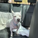 Paula Gonu Instagram – mi coquito querida, el angelito, el ser vivo más increíble que he conocido!! cumples 10 añitos en un mes y te felicito por aquí porque sé que lo vas a leer porque me niego a pensar que no haces cosas de humano cuando no me doy cuenta. me haces llorar de lo buena que eres y no sé qué haría sin ti. 10 años compartiendo vida juntas maldita rata con piel rosa y manchitas de vaca. Te amo mucho. Gracias por existir, ojalá todos conociesen un amor como el tuyo cocoguapiisss