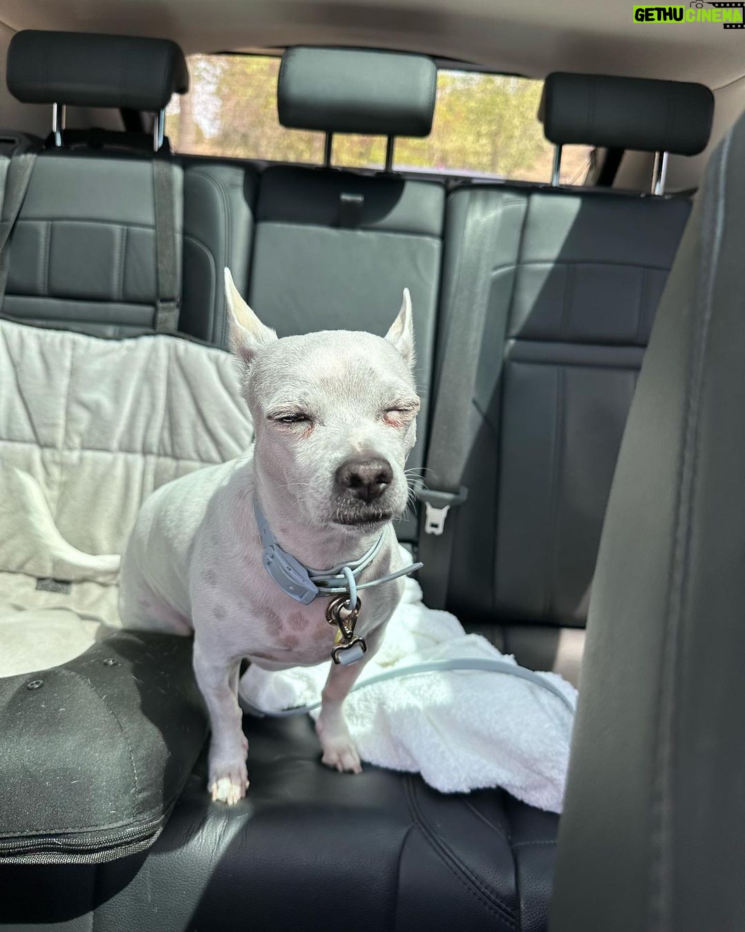 Paula Gonu Instagram - mi coquito querida, el angelito, el ser vivo más increíble que he conocido!! cumples 10 añitos en un mes y te felicito por aquí porque sé que lo vas a leer porque me niego a pensar que no haces cosas de humano cuando no me doy cuenta. me haces llorar de lo buena que eres y no sé qué haría sin ti. 10 años compartiendo vida juntas maldita rata con piel rosa y manchitas de vaca. Te amo mucho. Gracias por existir, ojalá todos conociesen un amor como el tuyo cocoguapiisss