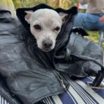 Paula Gonu Instagram – mi coquito querida, el angelito, el ser vivo más increíble que he conocido!! cumples 10 añitos en un mes y te felicito por aquí porque sé que lo vas a leer porque me niego a pensar que no haces cosas de humano cuando no me doy cuenta. me haces llorar de lo buena que eres y no sé qué haría sin ti. 10 años compartiendo vida juntas maldita rata con piel rosa y manchitas de vaca. Te amo mucho. Gracias por existir, ojalá todos conociesen un amor como el tuyo cocoguapiisss