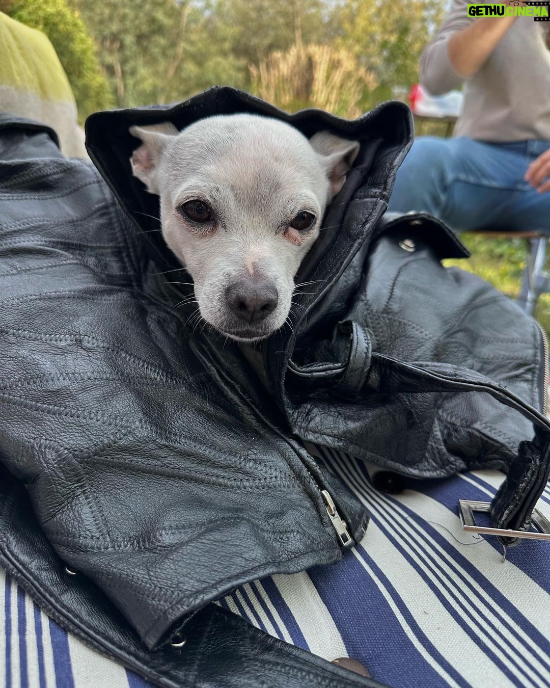 Paula Gonu Instagram - mi coquito querida, el angelito, el ser vivo más increíble que he conocido!! cumples 10 añitos en un mes y te felicito por aquí porque sé que lo vas a leer porque me niego a pensar que no haces cosas de humano cuando no me doy cuenta. me haces llorar de lo buena que eres y no sé qué haría sin ti. 10 años compartiendo vida juntas maldita rata con piel rosa y manchitas de vaca. Te amo mucho. Gracias por existir, ojalá todos conociesen un amor como el tuyo cocoguapiisss