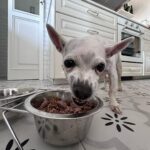 Paula Gonu Instagram – mi coquito querida, el angelito, el ser vivo más increíble que he conocido!! cumples 10 añitos en un mes y te felicito por aquí porque sé que lo vas a leer porque me niego a pensar que no haces cosas de humano cuando no me doy cuenta. me haces llorar de lo buena que eres y no sé qué haría sin ti. 10 años compartiendo vida juntas maldita rata con piel rosa y manchitas de vaca. Te amo mucho. Gracias por existir, ojalá todos conociesen un amor como el tuyo cocoguapiisss