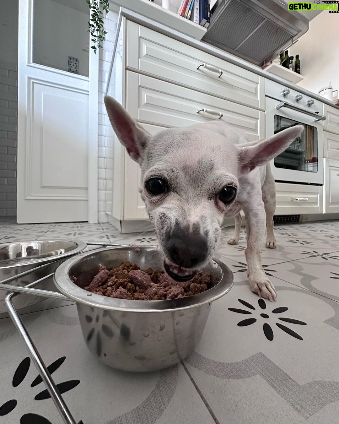 Paula Gonu Instagram - mi coquito querida, el angelito, el ser vivo más increíble que he conocido!! cumples 10 añitos en un mes y te felicito por aquí porque sé que lo vas a leer porque me niego a pensar que no haces cosas de humano cuando no me doy cuenta. me haces llorar de lo buena que eres y no sé qué haría sin ti. 10 años compartiendo vida juntas maldita rata con piel rosa y manchitas de vaca. Te amo mucho. Gracias por existir, ojalá todos conociesen un amor como el tuyo cocoguapiisss