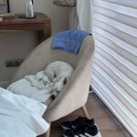 Paula Gonu Instagram – mi coquito querida, el angelito, el ser vivo más increíble que he conocido!! cumples 10 añitos en un mes y te felicito por aquí porque sé que lo vas a leer porque me niego a pensar que no haces cosas de humano cuando no me doy cuenta. me haces llorar de lo buena que eres y no sé qué haría sin ti. 10 años compartiendo vida juntas maldita rata con piel rosa y manchitas de vaca. Te amo mucho. Gracias por existir, ojalá todos conociesen un amor como el tuyo cocoguapiisss
