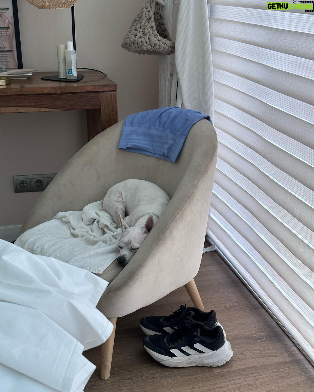Paula Gonu Instagram - mi coquito querida, el angelito, el ser vivo más increíble que he conocido!! cumples 10 añitos en un mes y te felicito por aquí porque sé que lo vas a leer porque me niego a pensar que no haces cosas de humano cuando no me doy cuenta. me haces llorar de lo buena que eres y no sé qué haría sin ti. 10 años compartiendo vida juntas maldita rata con piel rosa y manchitas de vaca. Te amo mucho. Gracias por existir, ojalá todos conociesen un amor como el tuyo cocoguapiisss