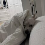 Paula Gonu Instagram – mi coquito querida, el angelito, el ser vivo más increíble que he conocido!! cumples 10 añitos en un mes y te felicito por aquí porque sé que lo vas a leer porque me niego a pensar que no haces cosas de humano cuando no me doy cuenta. me haces llorar de lo buena que eres y no sé qué haría sin ti. 10 años compartiendo vida juntas maldita rata con piel rosa y manchitas de vaca. Te amo mucho. Gracias por existir, ojalá todos conociesen un amor como el tuyo cocoguapiisss