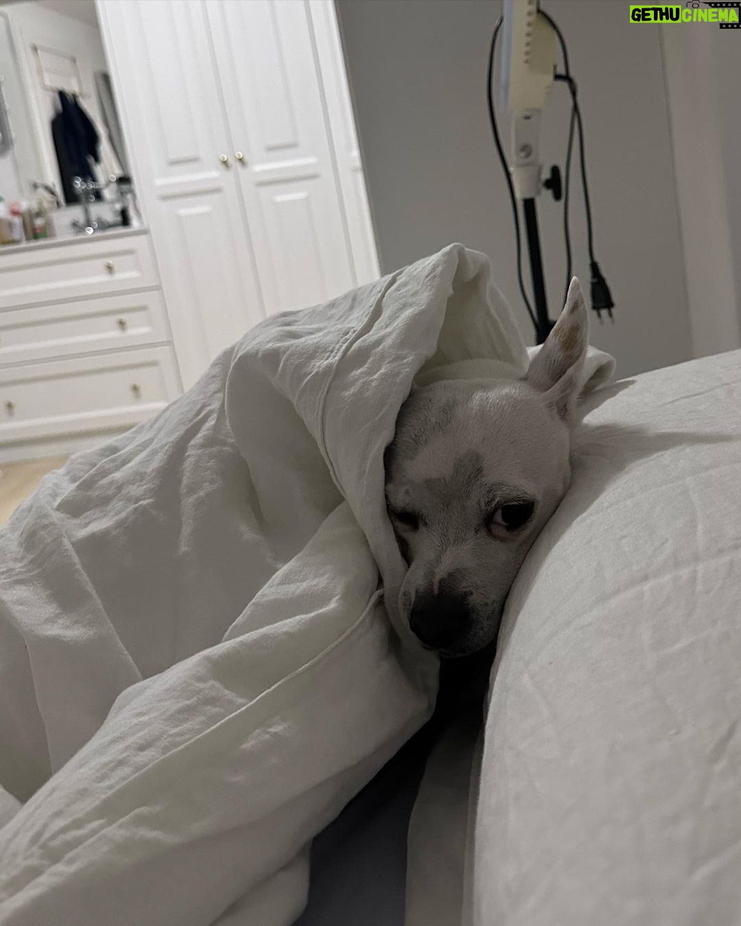 Paula Gonu Instagram - mi coquito querida, el angelito, el ser vivo más increíble que he conocido!! cumples 10 añitos en un mes y te felicito por aquí porque sé que lo vas a leer porque me niego a pensar que no haces cosas de humano cuando no me doy cuenta. me haces llorar de lo buena que eres y no sé qué haría sin ti. 10 años compartiendo vida juntas maldita rata con piel rosa y manchitas de vaca. Te amo mucho. Gracias por existir, ojalá todos conociesen un amor como el tuyo cocoguapiisss