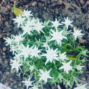 Paulo Coelho Instagram - Edelweiss #DailyWalk