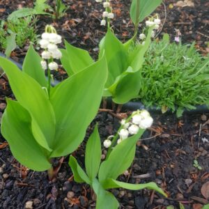 Paulo Coelho Instagram - Muguet de Mai!