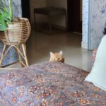 Pavitra Punia Instagram – Mornings 🌄 and ma babies 🐈 🐕 🧿
#home 

#pavitraapuniya #sunshine #home #blessings