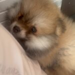 Payal Rajput Instagram – Introducing my beloved new pet, Candy 🧿. 
She has brought an abundance of peace and joy back into my life & lifting me out of sadness 😔. I am deeply grateful for her presence ♾️. Her laughter, cuddles, and aroma are like precious blessings to us.🧿
#candy 🐶 
Need all your blessings for my baby girl 🥰