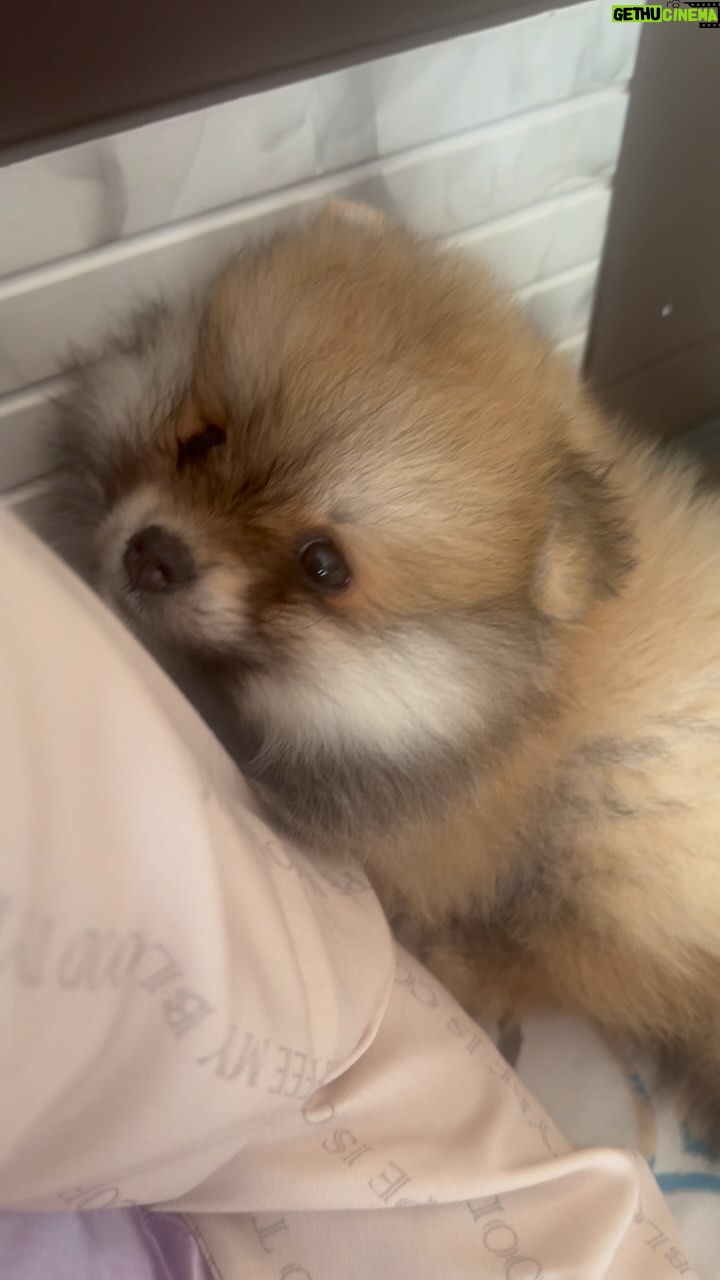 Payal Rajput Instagram - Introducing my beloved new pet, Candy 🧿. She has brought an abundance of peace and joy back into my life & lifting me out of sadness 😔. I am deeply grateful for her presence ♾️. Her laughter, cuddles, and aroma are like precious blessings to us.🧿 #candy 🐶 Need all your blessings for my baby girl 🥰