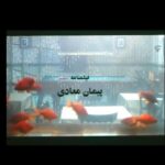 Payman Maadi Instagram - كافه ستاره، فيلمى از سامان مقدم كه سال ١٣٨٣ فيلمنامه انرا با برداشتى ازاد از كوچه مدق نوشتم. قصه اى زيبا از نجيب محفوظ كه در ٣ اپيزود روايت ميشود سالومه چه با حسرت از دريا ميگفت....