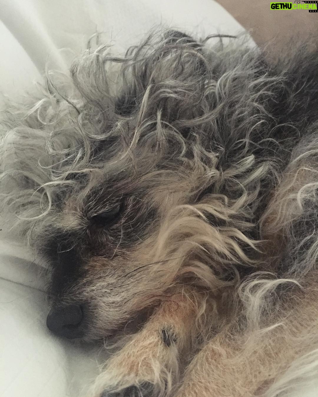 Penn Badgley Instagram - RIP, little one. I'll miss you.