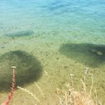 Penn Badgley Instagram - Extra chill fish hang, seen in Santa Cruz Santa Cruz West Cliff