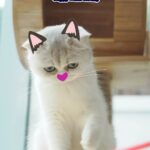 Perawat Sangpotirat Instagram - สุขสันต์วันแมวโลกกก World cat day!! 😻 วันนี้เลยขอมาฉลองๆกับแก๊งเด็กๆของคริสสักหน่อย ด้วยมื้ออาหารจาก WHISKAS ที่เลือกมาแล้วว่าดีที่สุด!!! ✨ เพราะ WHISKAS ถุงนี้ Complete & Balanced Nutrition หรือสารอาหารครบถ้วนและสมดุล 100% 💕 มีสารอาหารที่จำเป็นสำหรับแมวถึง 41 ชนิด แค่ให้วิสกัสในทุกๆวัน ก็ไม่จำเป็นต้องเติมเนื้อสัตว์ ผัก วิตามินหรือเกลือแร่อื่นๆ   😊 รู้อย่างนี้แล้ว พ่อแม่แมวอย่าลืมเลือก WHISKAS ให้ลูกๆที่ตัวเองรักน้า เพราะวิสกัส สารอาหารครบ อร่อยจบในซองเดียว! 😘 #WorldCatDay #วันแมวโลก #WHISKAS #WhiskasxKrist #KristPerawat