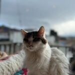 Perawat Sangpotirat Instagram - 🇯🇵🤍 Kawaguchiko, Fuji, Japan
