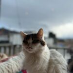 Perawat Sangpotirat Instagram - I ❤️ JAPAN Kawaguchiko, Fuji, Japan
