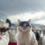 Perawat Sangpotirat Instagram - I ❤️ JAPAN Kawaguchiko, Fuji, Japan