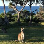 Phil Lester Instagram - I was sat at a window don’t worry I know I can’t be trusted with a precarious ledge I’m missing doing things today so I’m living though Phil of the past in my camera roll! Excited to get vaccinated and see a wild kangaroo again ..or maybe just go to the cinema either is cool Sydney Harbour