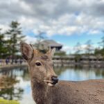 Phil Lester Instagram - One year since Japan!! As I haven’t been outside since then I thought I’d share some more mems 🍂🦌☕️🇯🇵 Also swipe to the end for a fluffy surprise