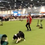 Phil Lester Instagram - So.. I led a dog around an agility course today! (or let’s be real the dog led me) 🐶