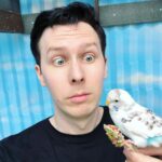 Phil Lester Instagram - best budgie bro