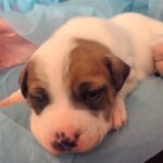 Phil Lester Instagram - Got to pet these tiny puppies today so it’s all downhill from here. Thanks to @rachael__pie (and her bro) for hanging out with us and @makeawishuk and @battersea for making it happen! Swipe to the next pic for some extreme puppy dog eyes 🐶 Battersea Dog and Cats Home