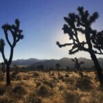 Phil Lester Instagram - Last days in the desert 🏜🦎 Joshua Tree National Park
