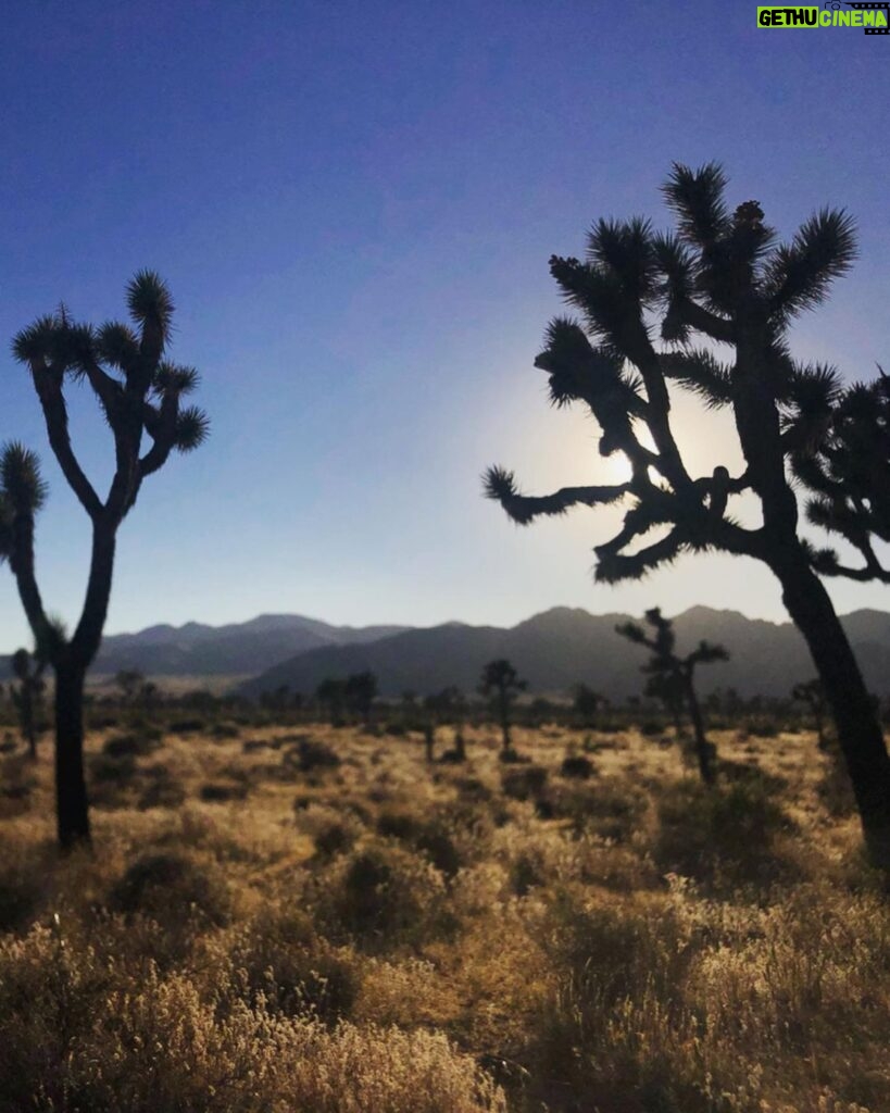 Phil Lester Instagram - Last days in the desert 🏜🦎 Joshua Tree National Park