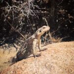 Phil Lester Instagram - Last days in the desert 🏜🦎 Joshua Tree National Park