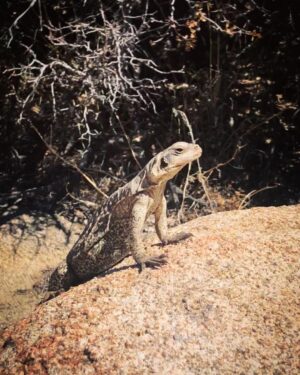 Phil Lester Instagram - Last days in the desert 🏜🦎